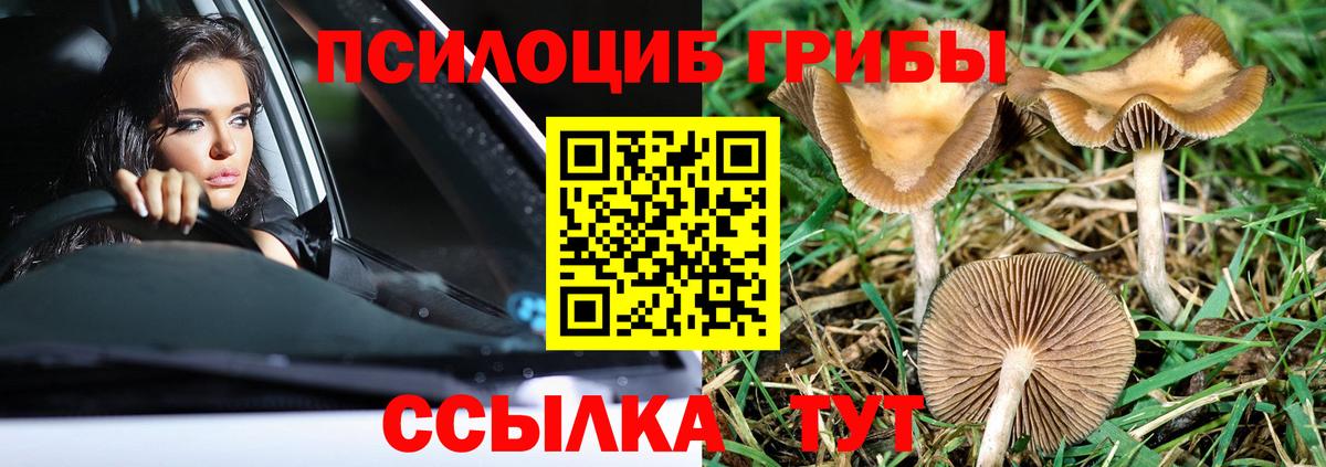 Галлюциногенные грибы Cubensis Новоалтайск